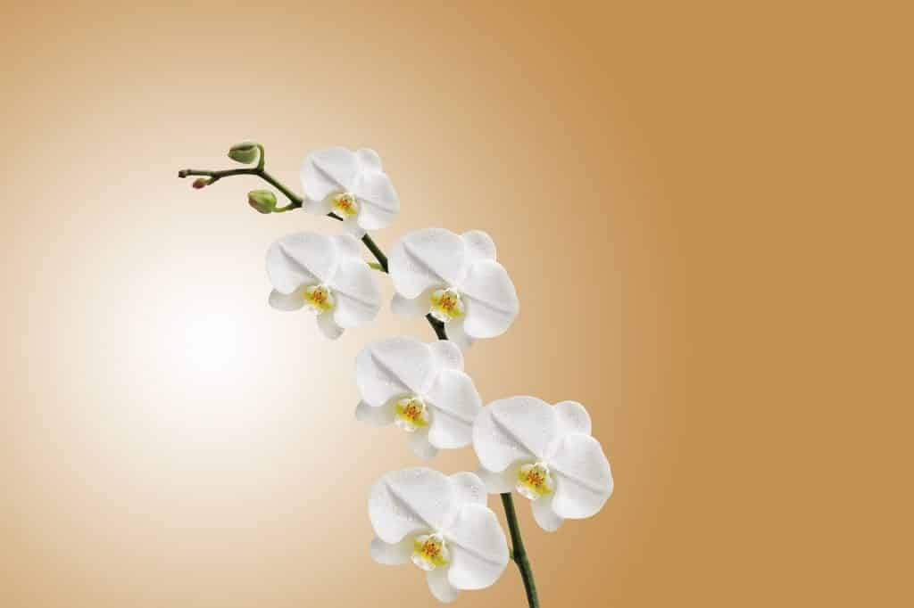flowers, orchids, white-743373.jpg